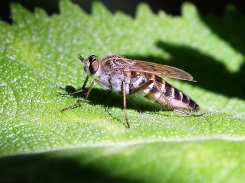Thereva sp.
